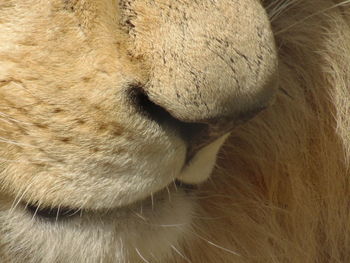 Close-up of a cat