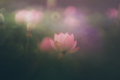 Close-up of pink flowering plant