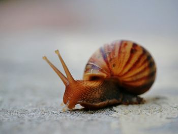 Close-up of snail