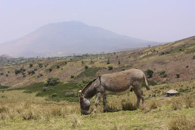 Horses grazing on field against mountain