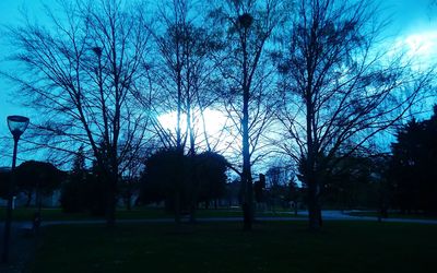 Bare trees against sky