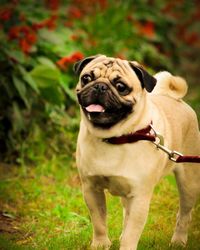 Close-up portrait of dog