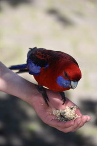 Close-up of hand holding bird