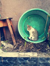 Portrait of cat sitting outdoors