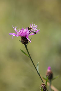 Close-up of insect on purple flower