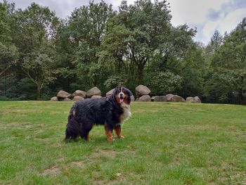 Bernese mountain dog standing in front of dolmen in the netherlands