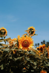 Close-up of yellow flowering plants against sky