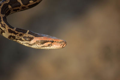 Indian rock python