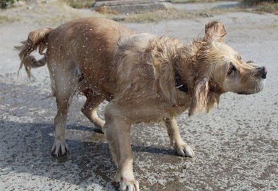 Dog lying on wet land