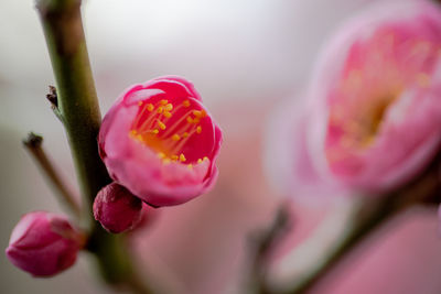 Close-up of pink ume flower