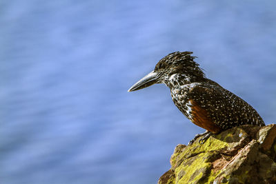 Close-up of bird perching on rock