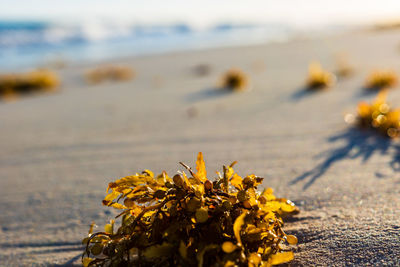 Close-up of yellow flowering plant on beach