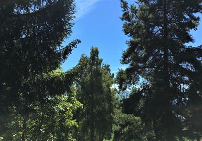 Low angle view of trees against sky