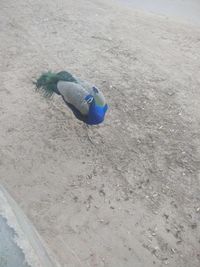 High angle view of bird on sand