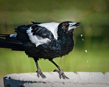 Close-up of bird perching on wood