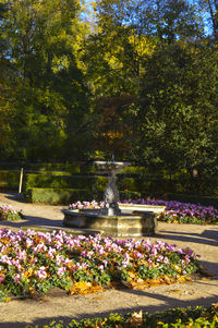 Pond in park