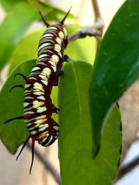 Close-up of insect on leaf