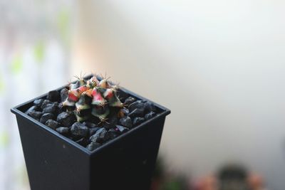 Close-up of potted plant