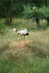 Bird on a field