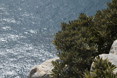 Close-up of plants by sea during winter