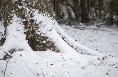 Close-up of snow covered trees on field