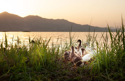 Ducks in a row sitting among bushes beside a lake at sunset