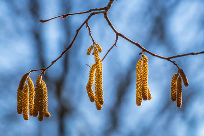 Hazel catkin hanging from a tree branch at spring
