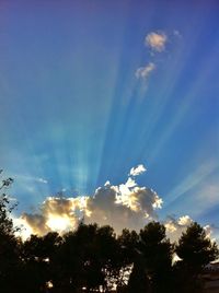 Low angle view of trees against sky