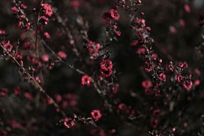 Close-up of pink flower