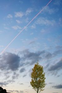 Low angle view of tree against sky