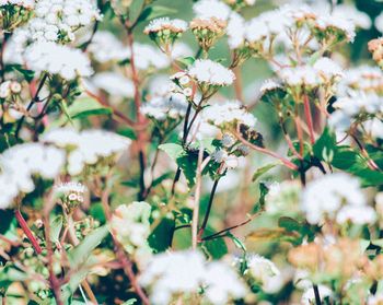 Close-up of pink flowers