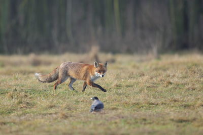 A red fox in a winter coat