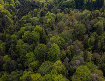 High angle view of pine trees in forest