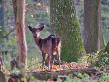 Deer in a forest