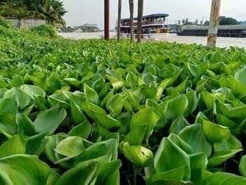 Close-up of succulent plants in greenhouse