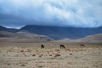 Donkeys grazing in desert against cloudy sky