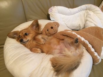 Portrait of a dog resting