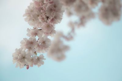 Close-up of cherry blossom