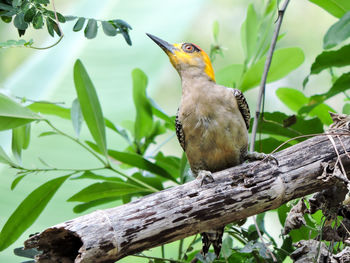 Low angle view of woodpecker perching on dried bamboo