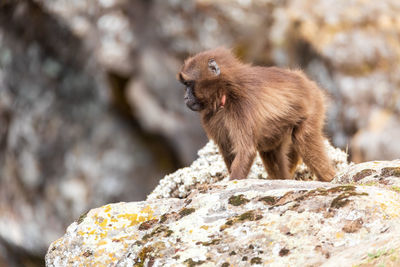 Monkey sitting on rock