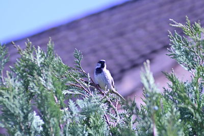 Bird perching on a plant