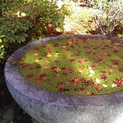 Plants growing on a tree