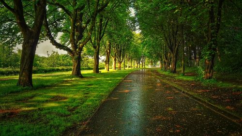 Wet road amidst trees in park