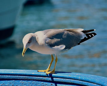 Close-up of seagull