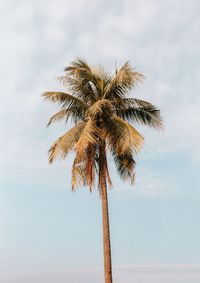 Low angle view of palm tree against sky