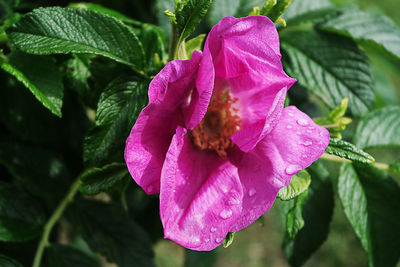 Close-up of pink rose flower