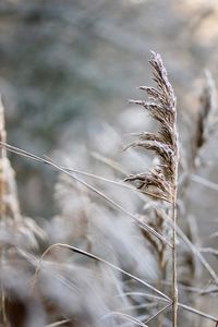 Close-up of dry plants during winter