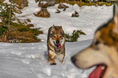 Dog in snow