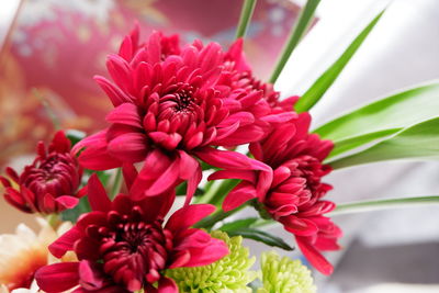 Close-up of pink flowering plant