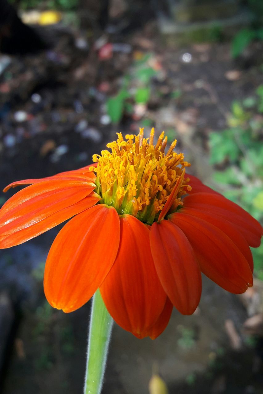 flower, fragility, petal, beauty in nature, freshness, growth, nature, flower head, focus on foreground, blooming, plant, close-up, pollen, no people, day, outdoors